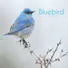 Jessica Lambert - Bluebird (feat. Miranda Lewis) - Single